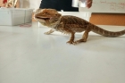 Nebezpečná zvířata, či domácí mazlíčci?