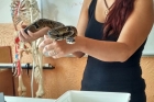 Nebezpečná zvířata, či domácí mazlíčci?